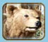 scheda: orso bruno